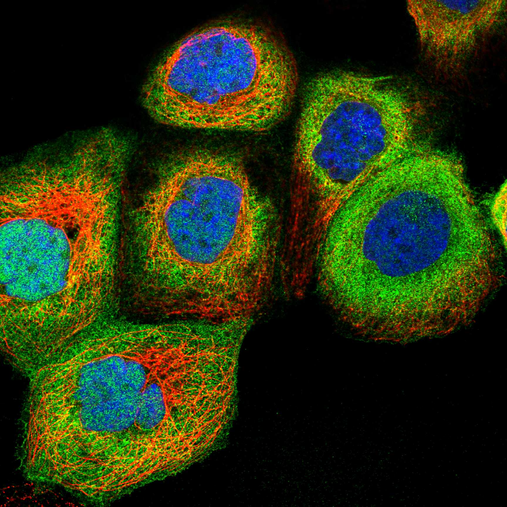 UAP1 fluorescence