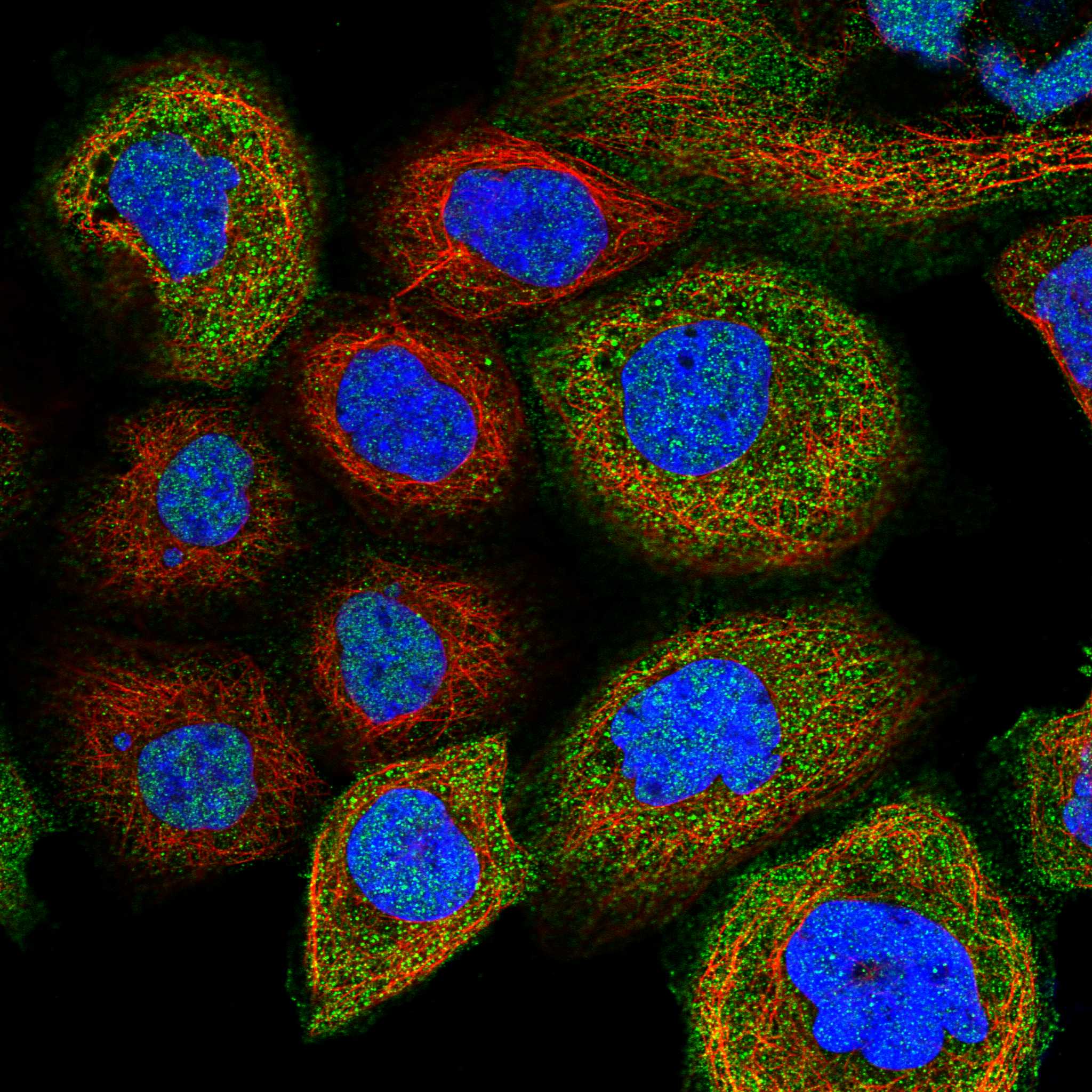 UBA3 fluorescence