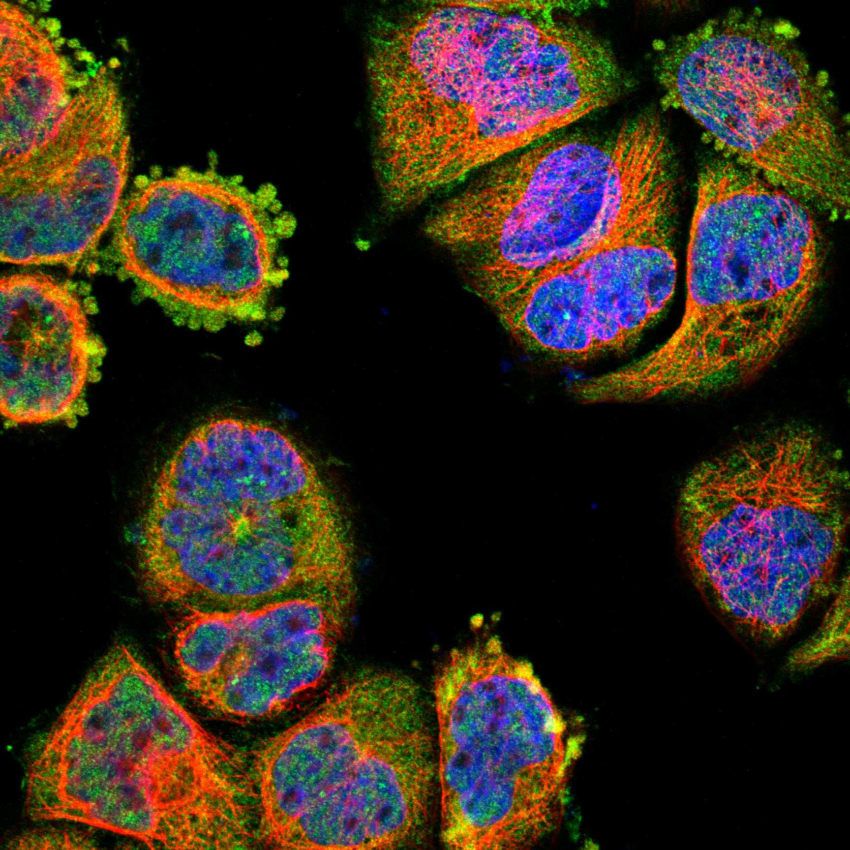UBAC1 fluorescence