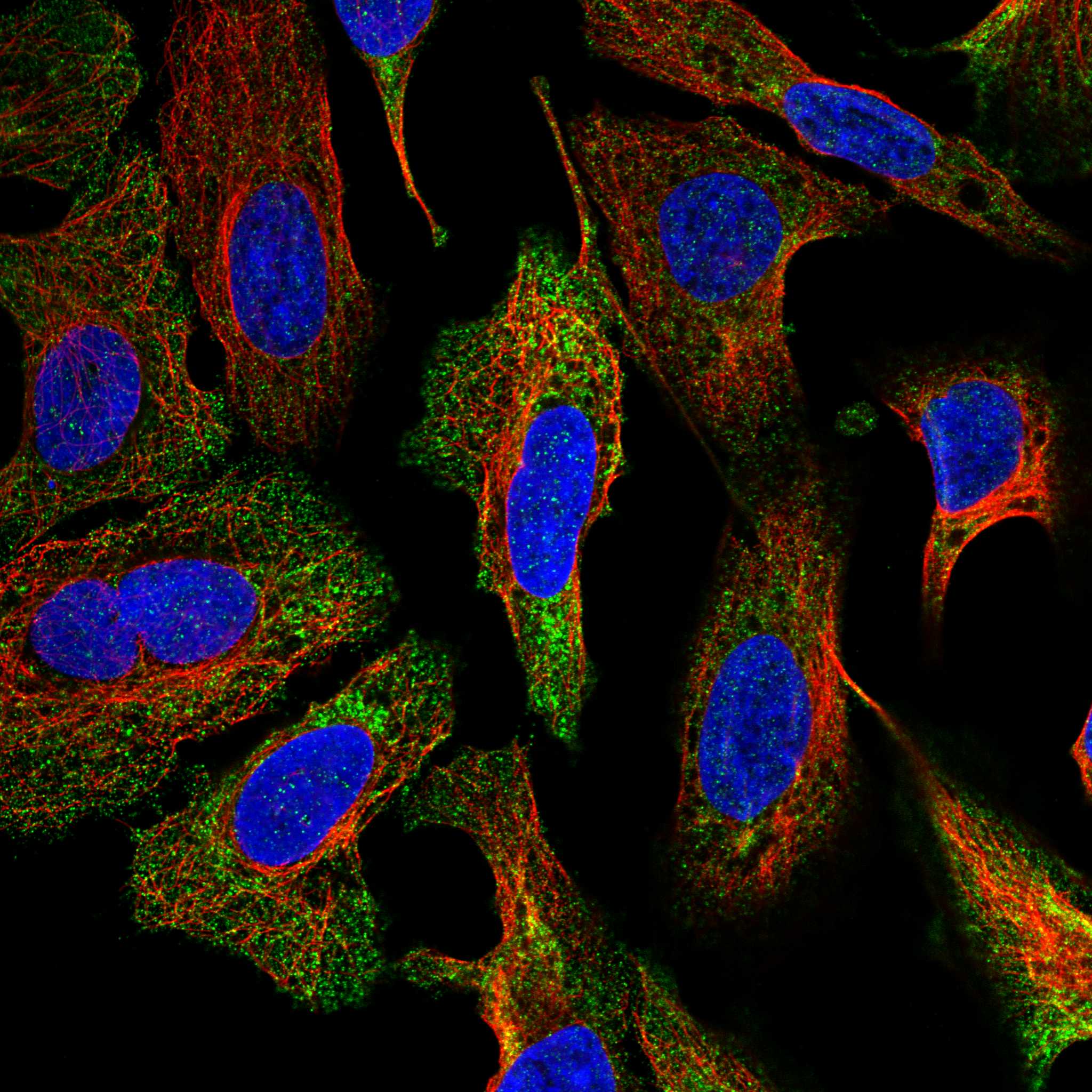 UNC5A fluorescence