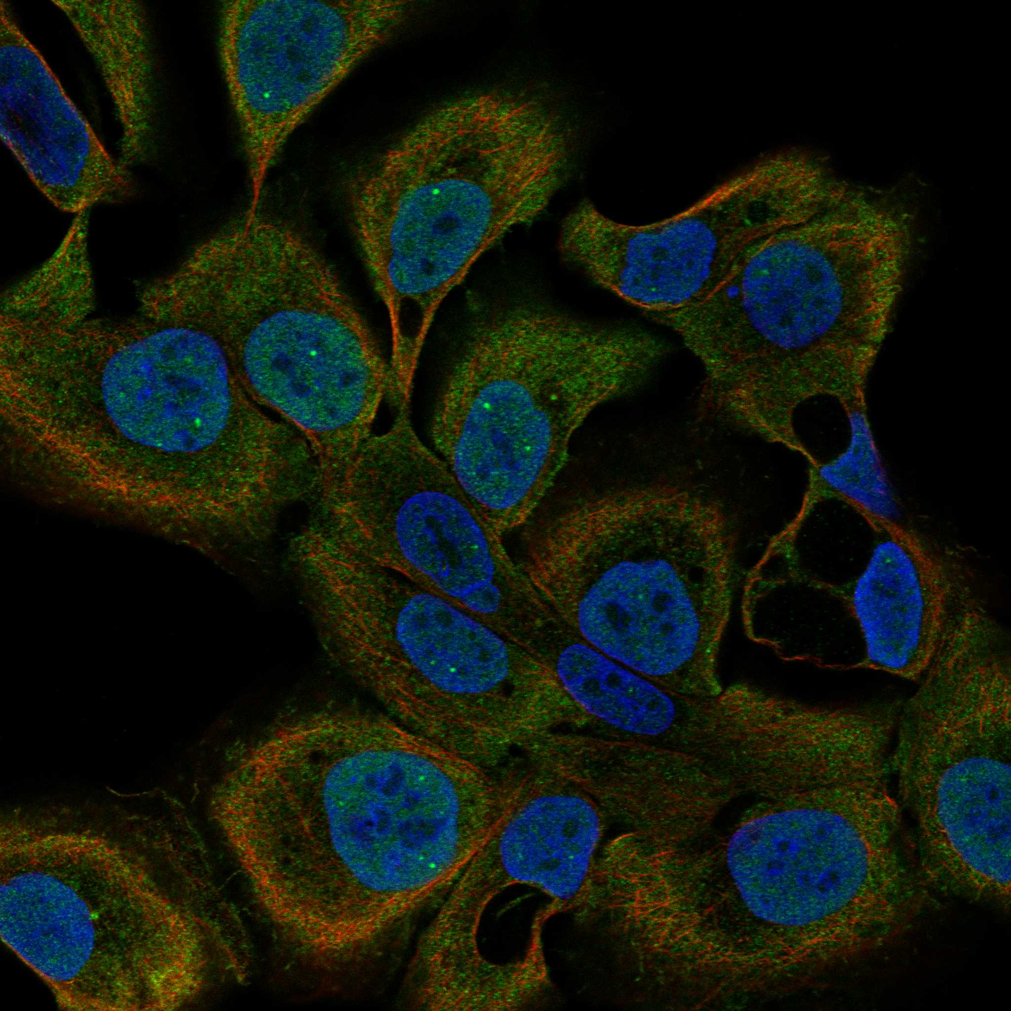 UNC79 fluorescence