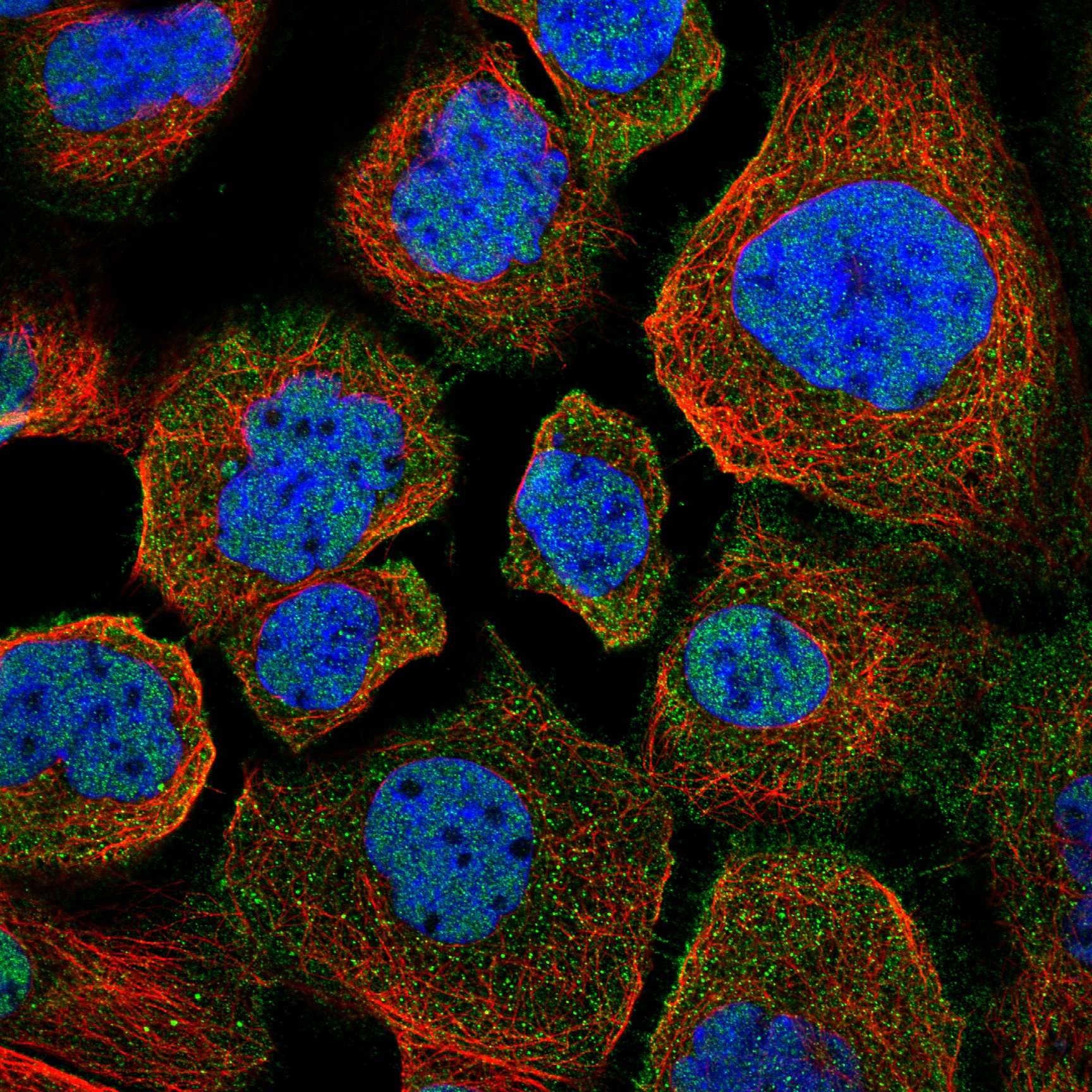 UTRN fluorescence
