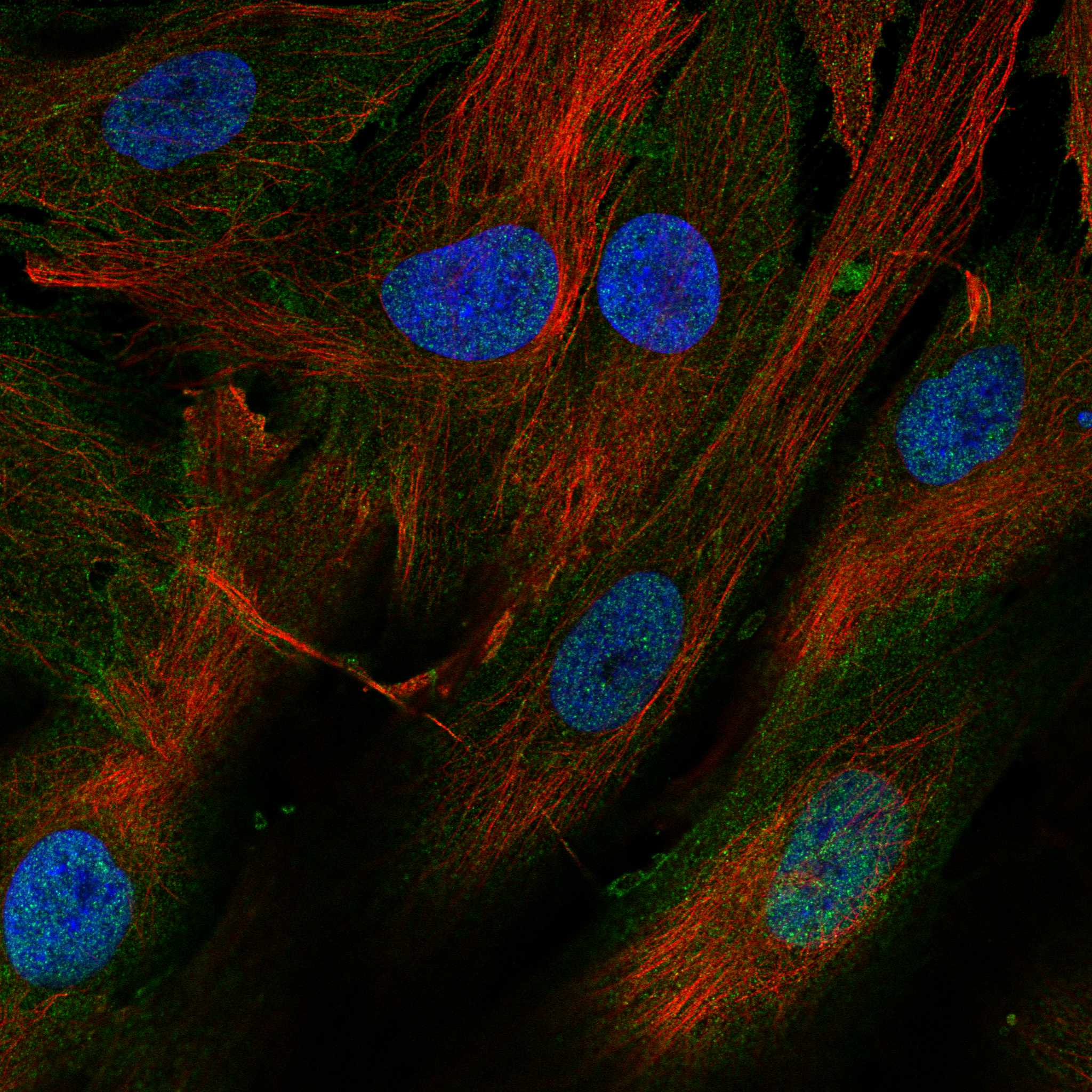 VAMP5 fluorescence