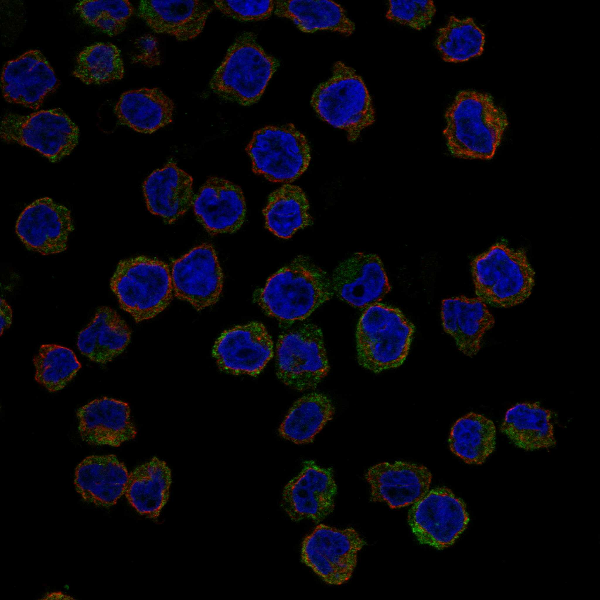 VAMP8 fluorescence