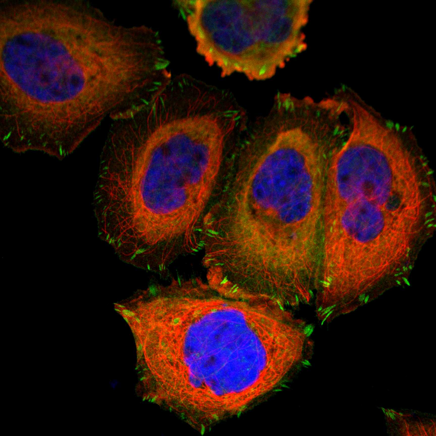 VASP fluorescence