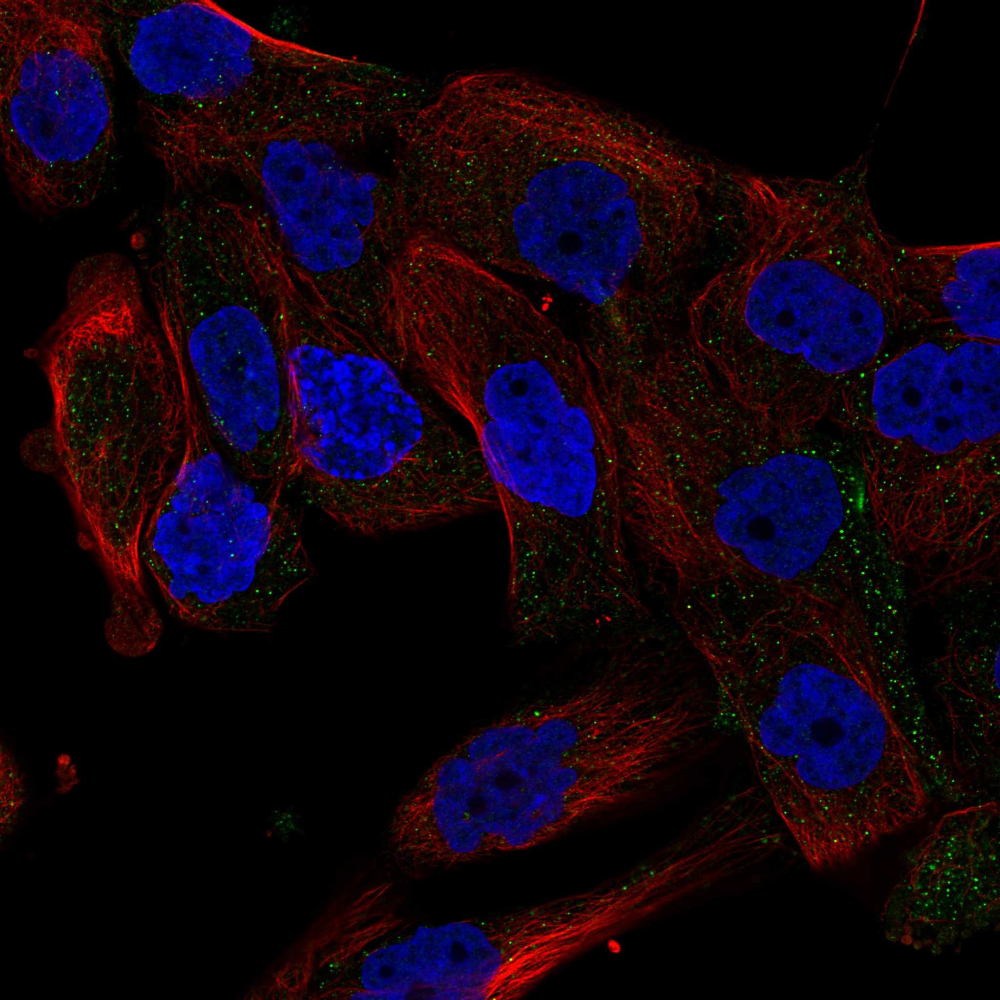 VNN1 fluorescence