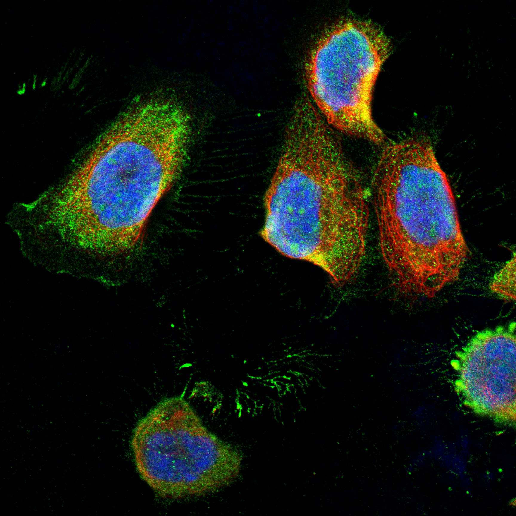 VSIG4 fluorescence
