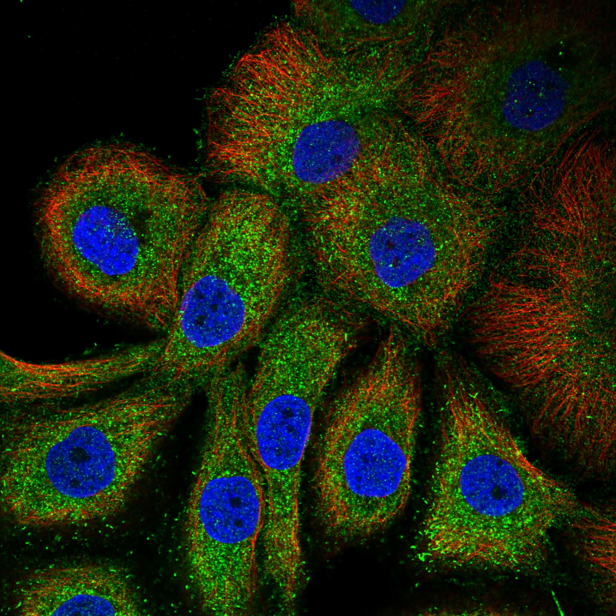 VTCN1 fluorescence