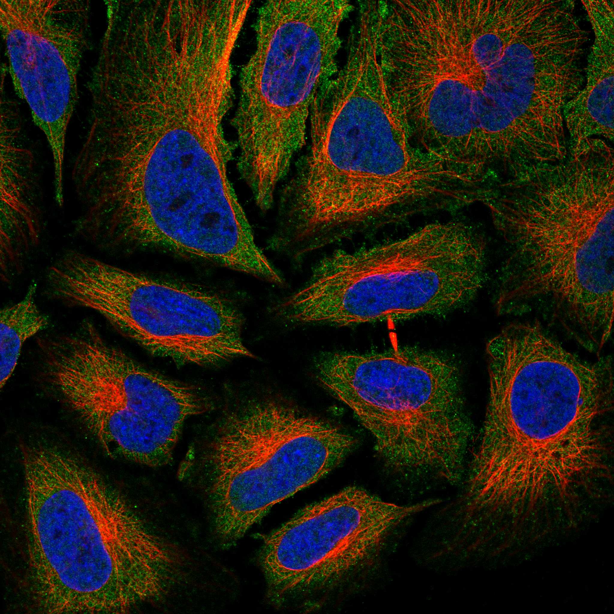 VWA7 fluorescence