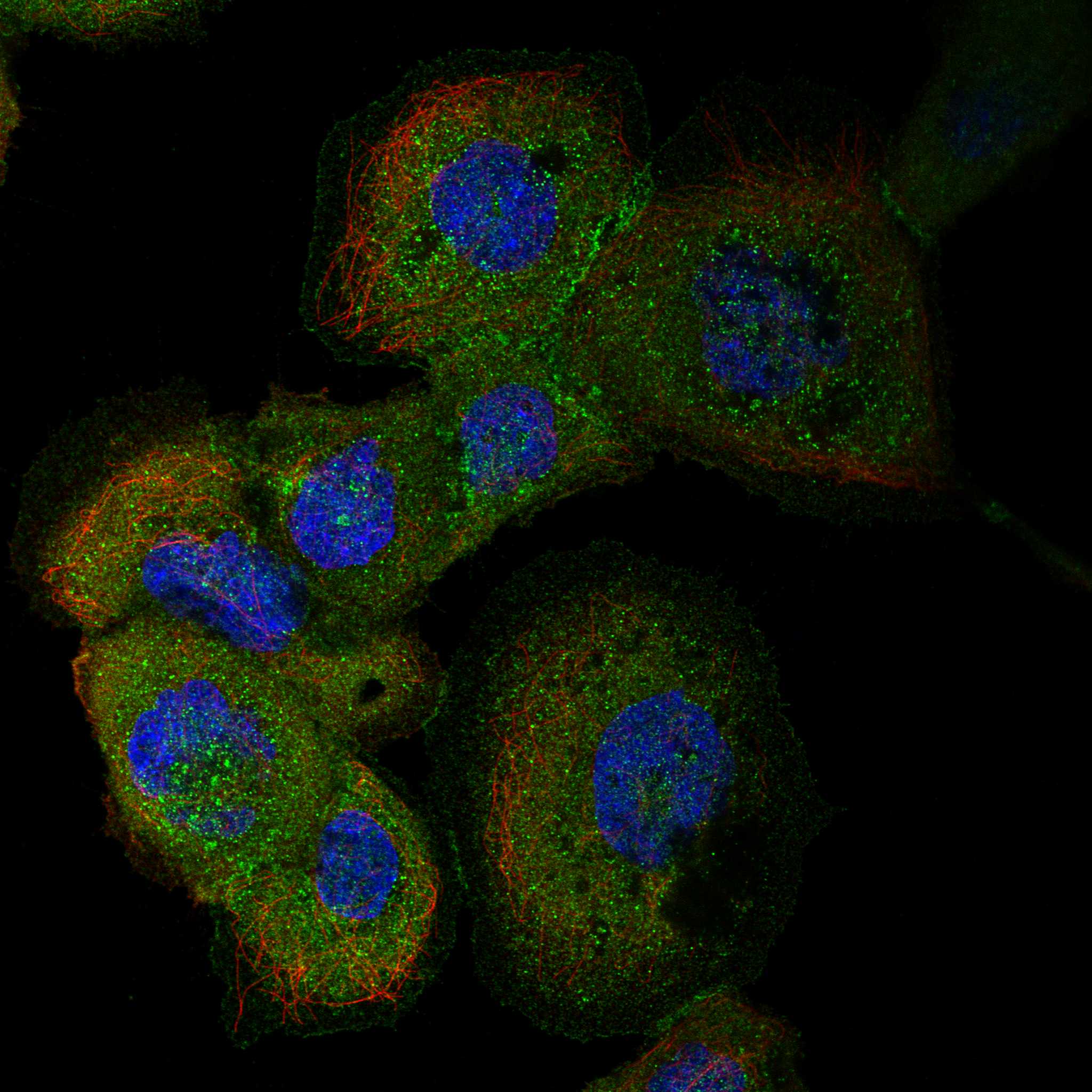 WASF2 fluorescence