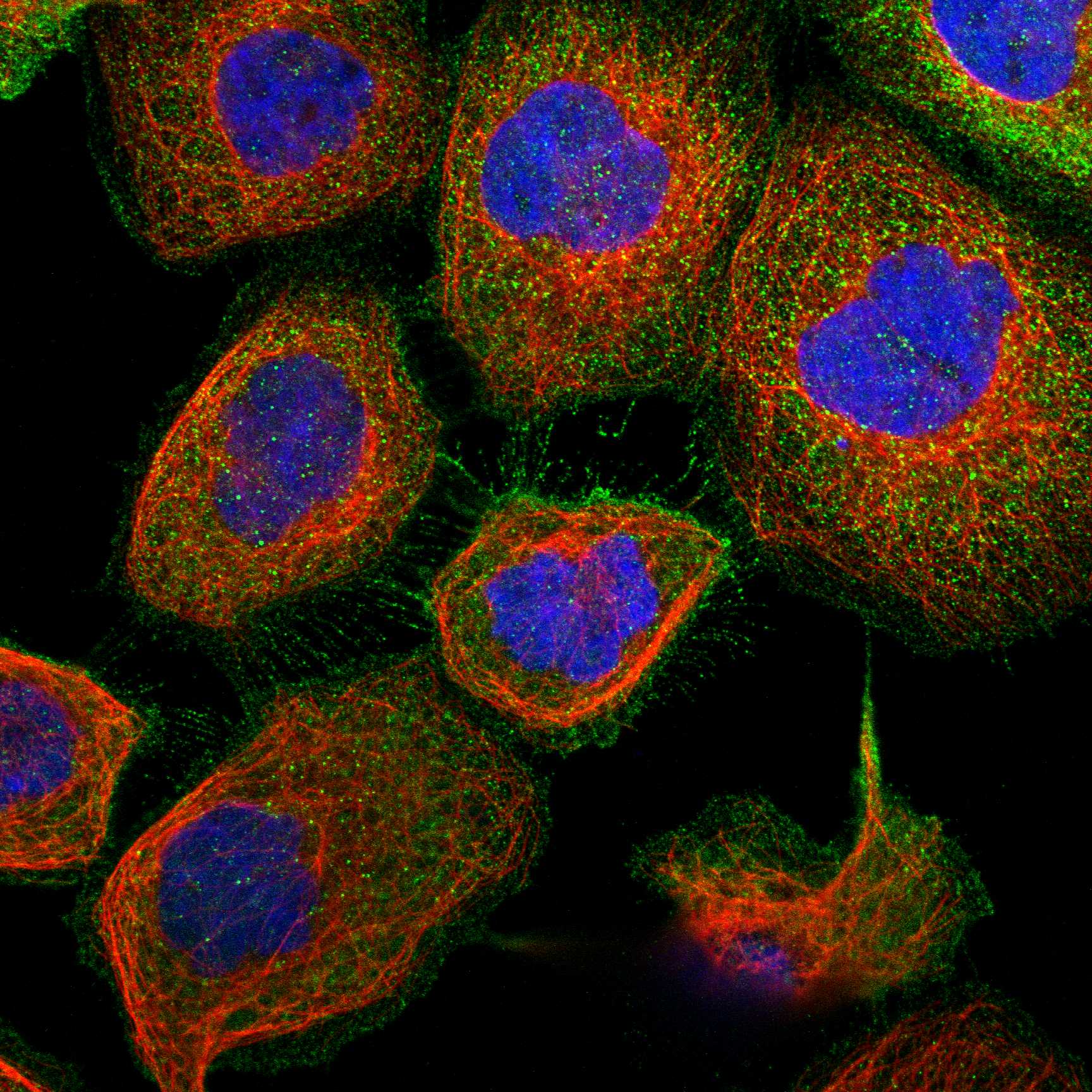 WDR53 fluorescence