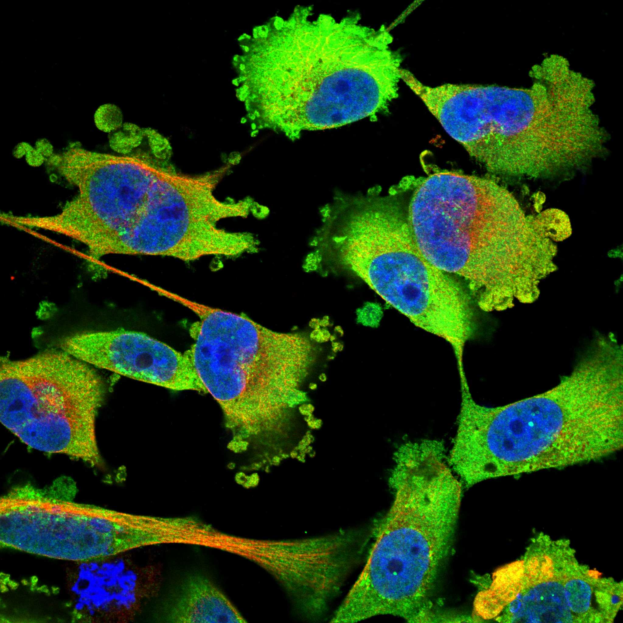 WWP1 fluorescence