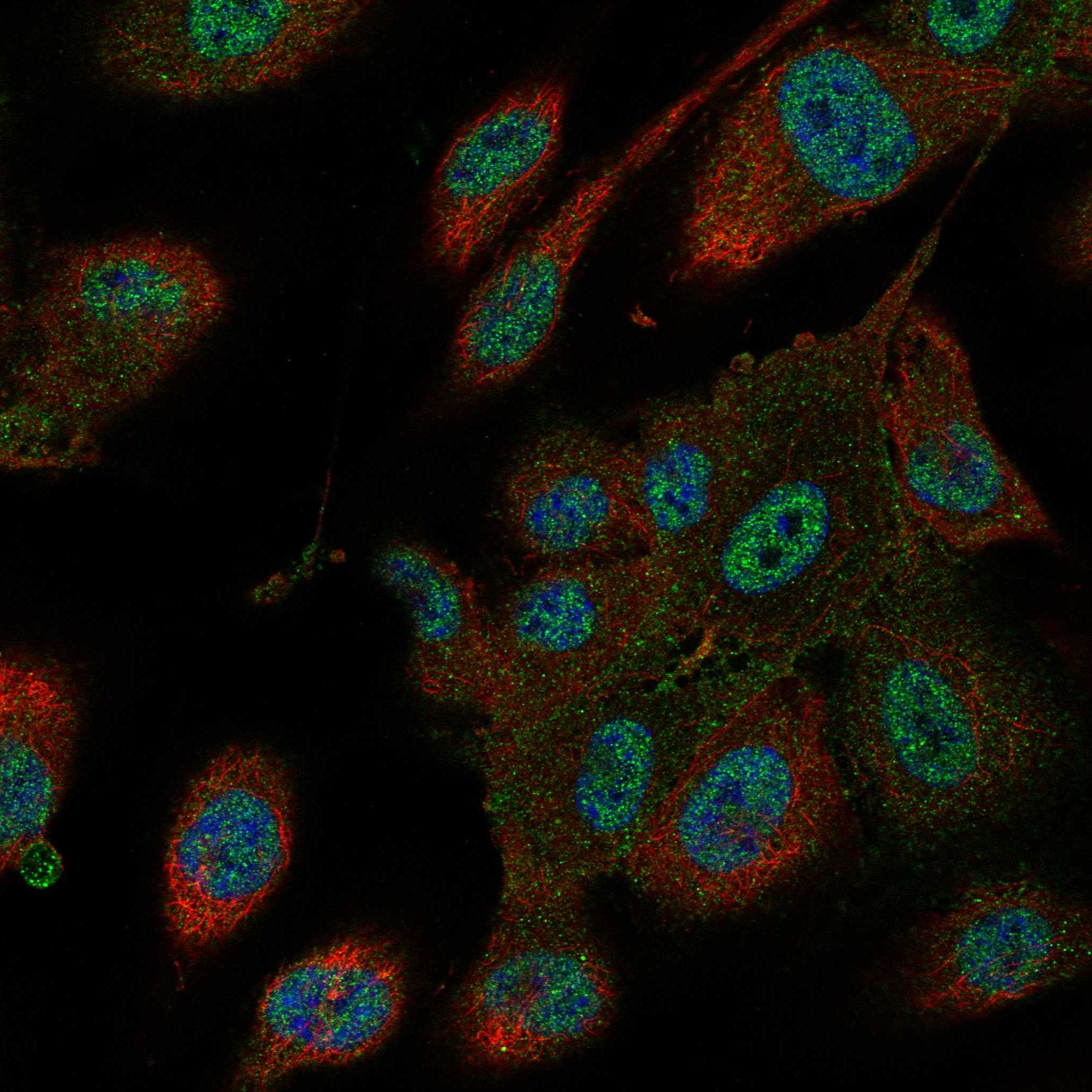 XIRP2 fluorescence