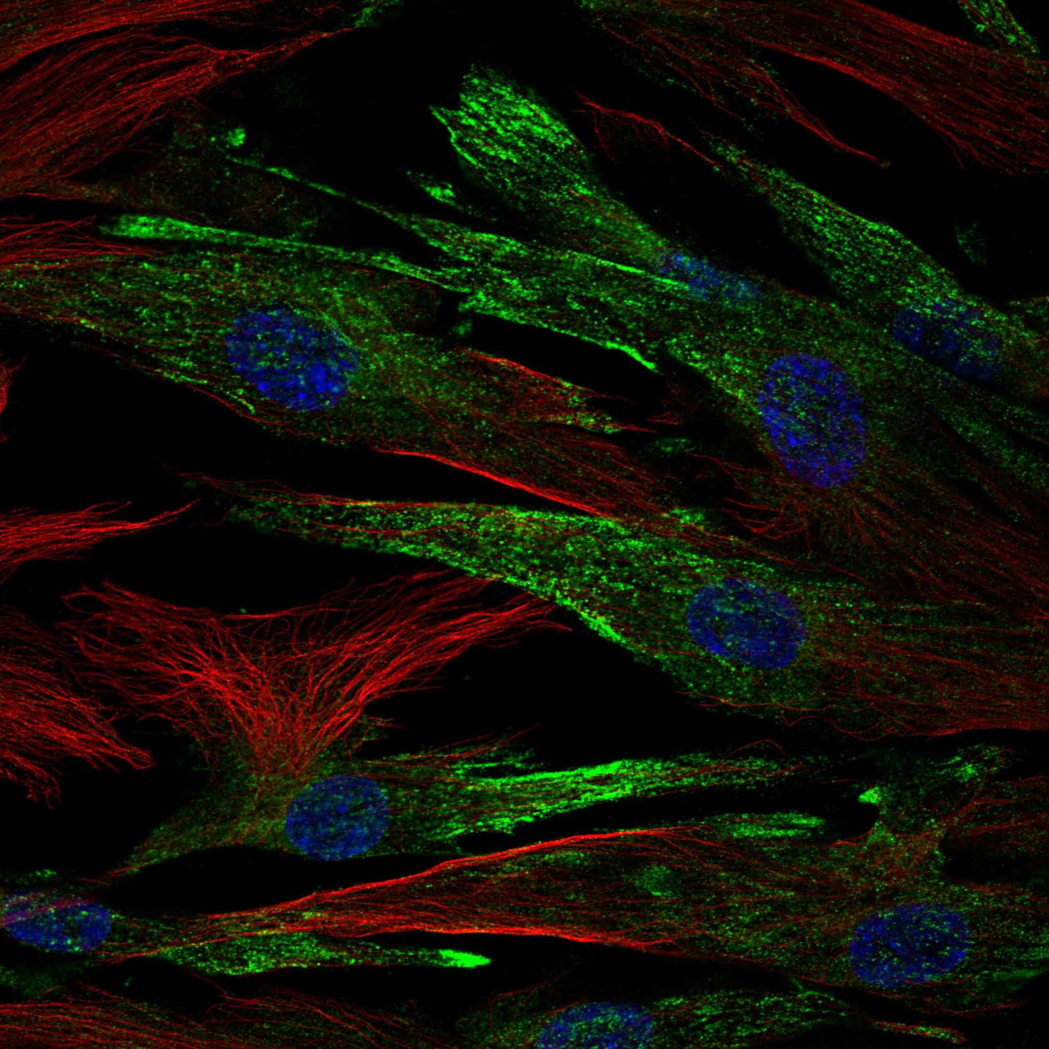 XYLT1 fluorescence