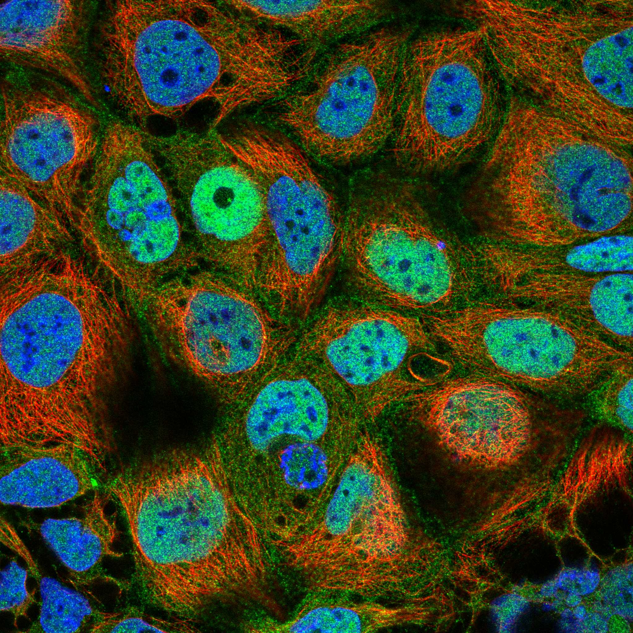 ZBED3 fluorescence