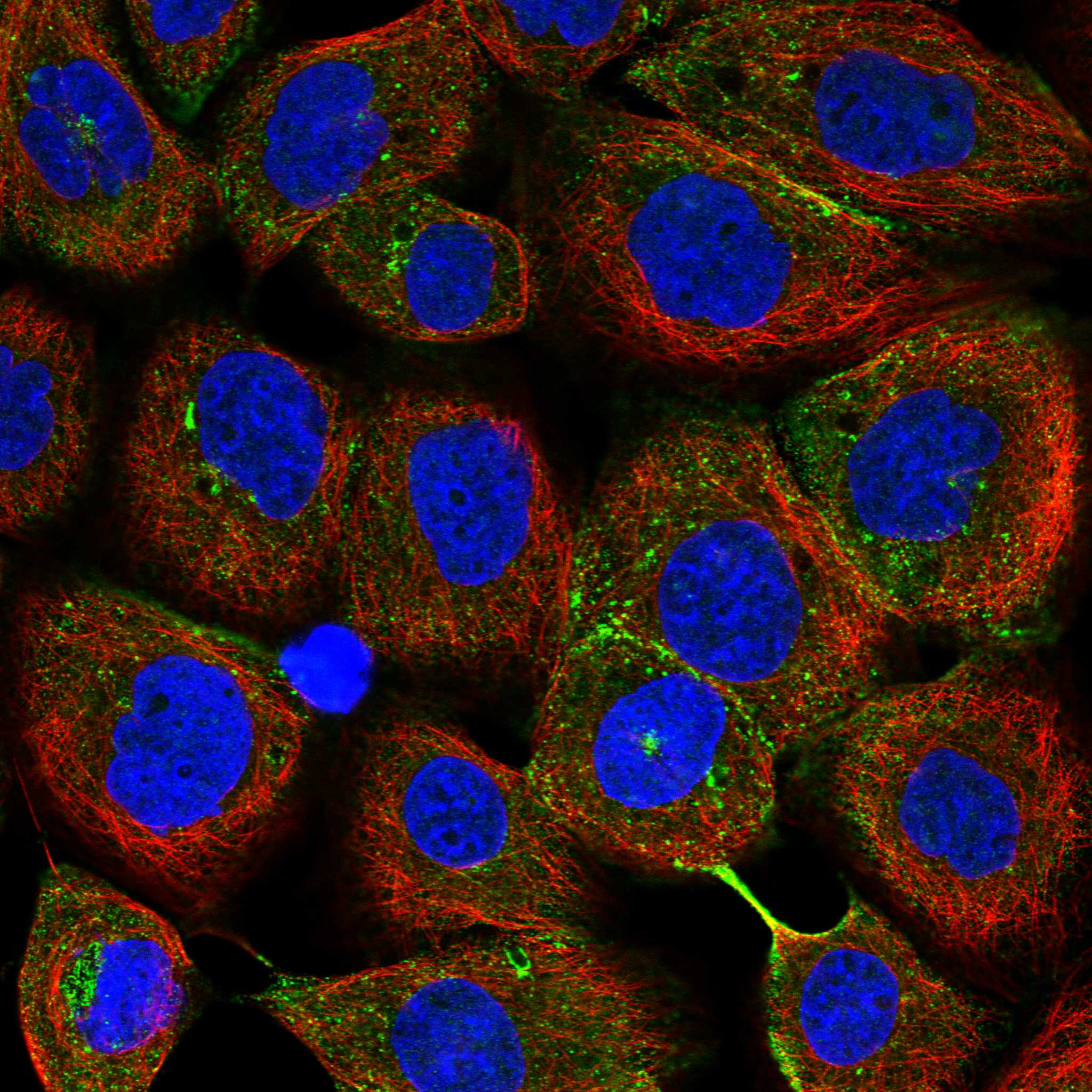ZFP90 fluorescence