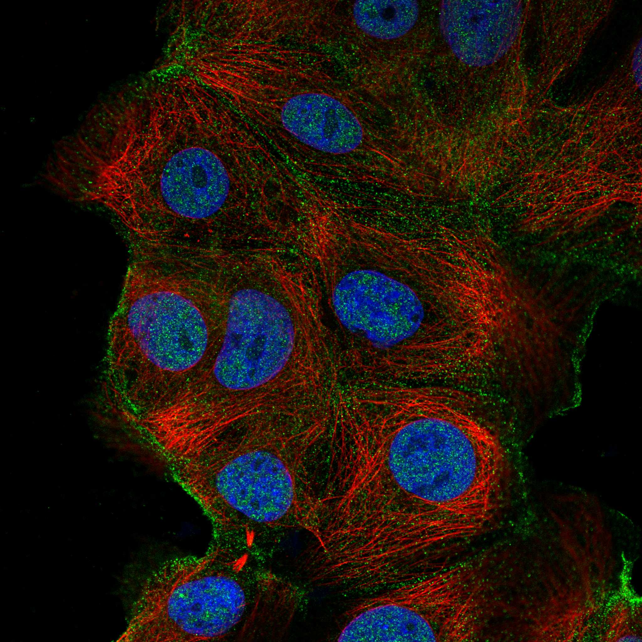 ZGPAT fluorescence