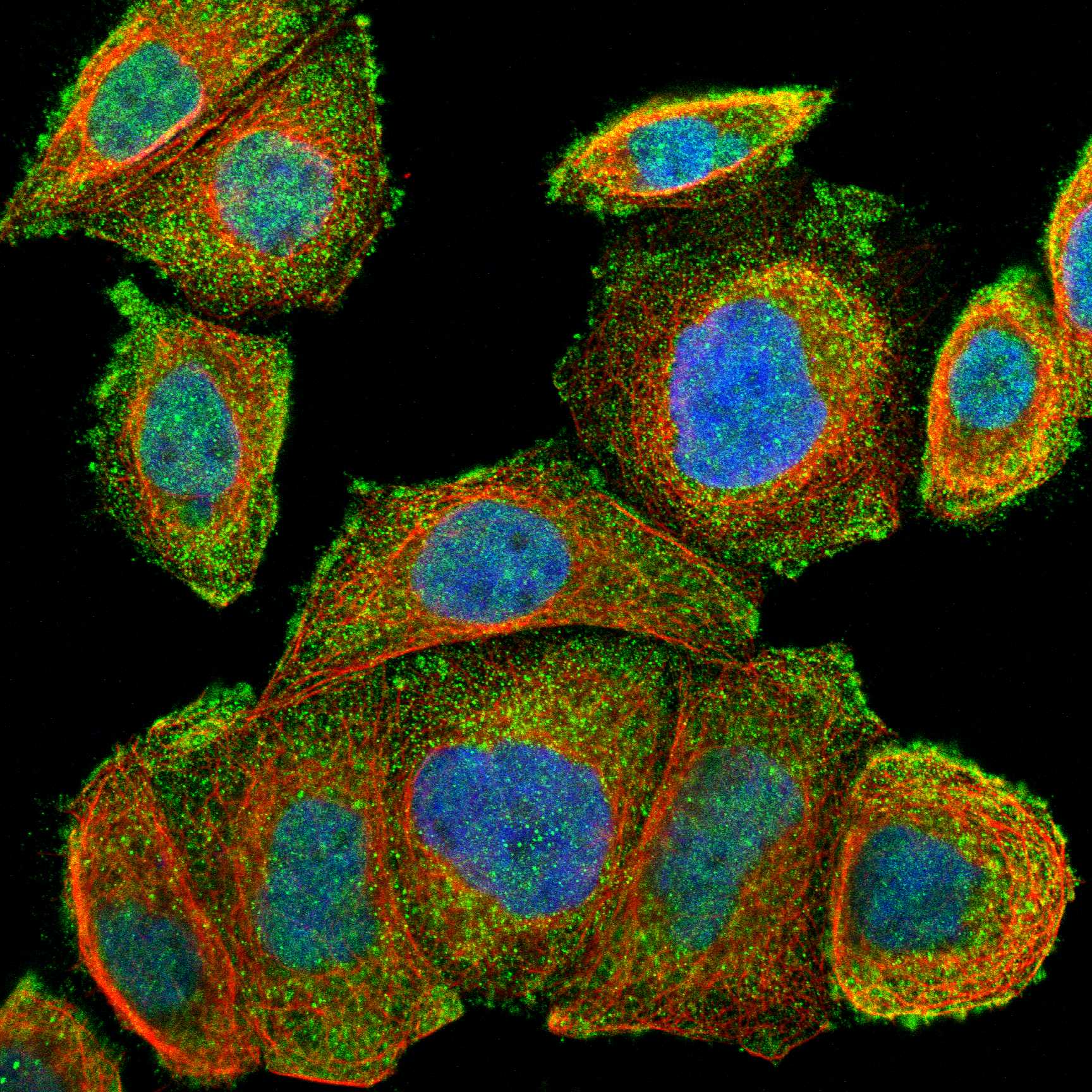 ZNF10 fluorescence
