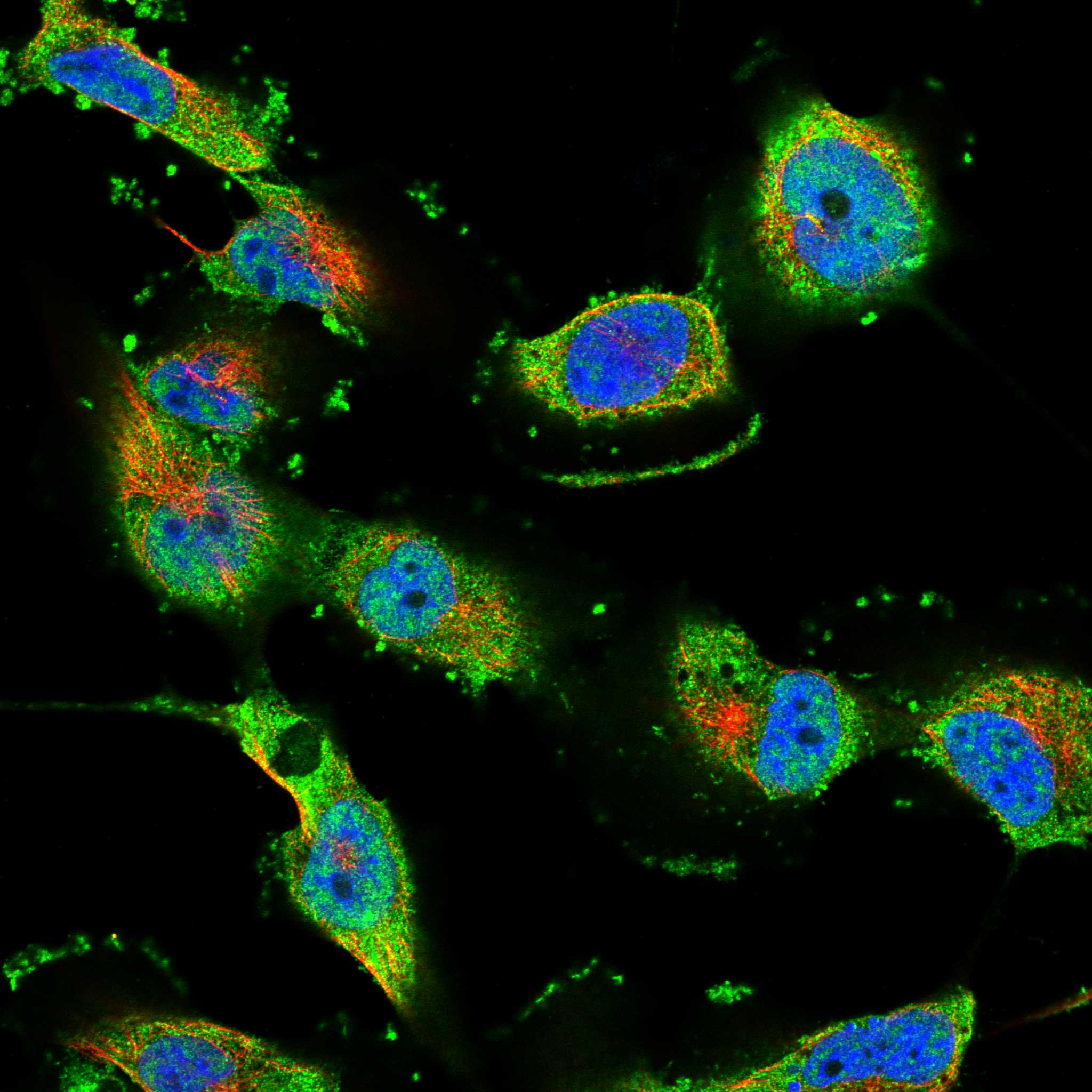 ZNF2 fluorescence