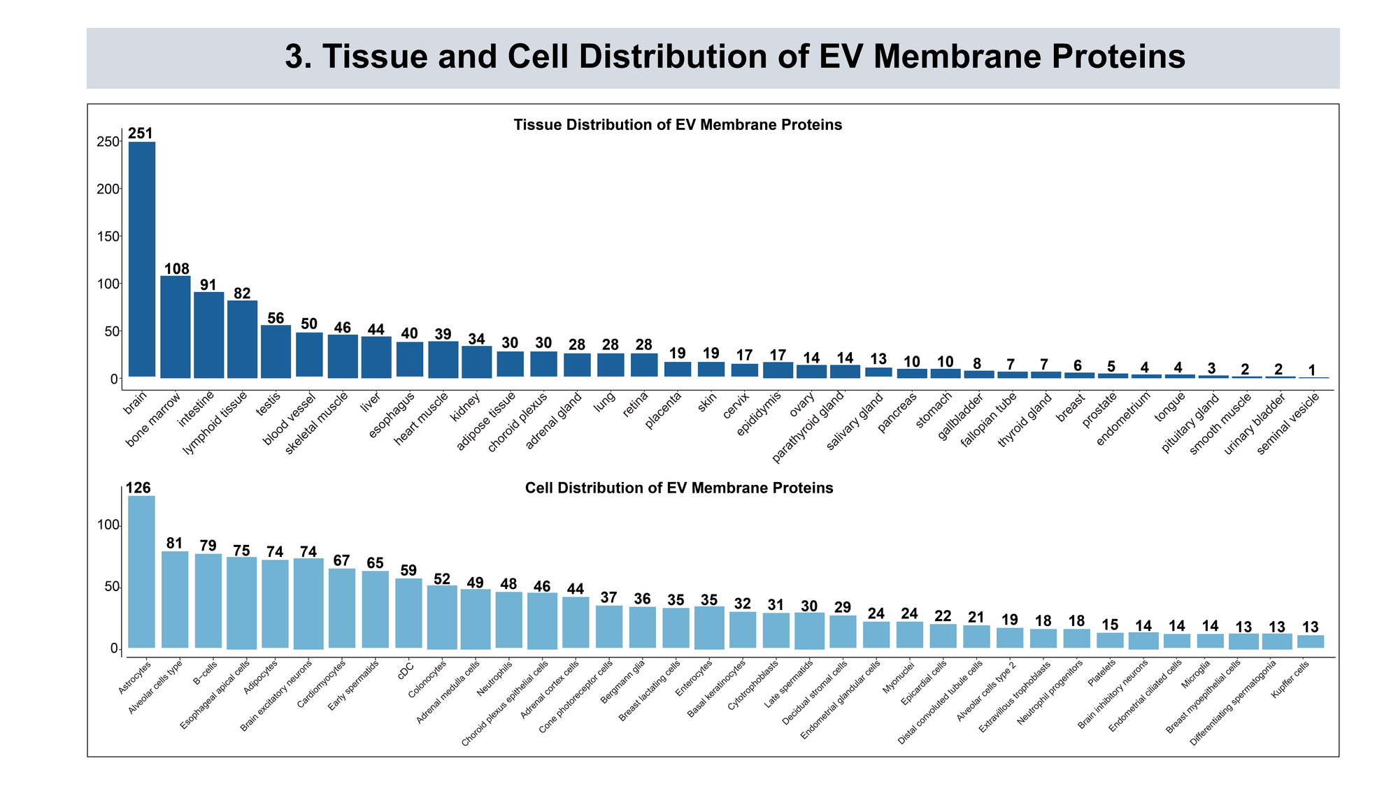 EV protein tissue and cell distribution