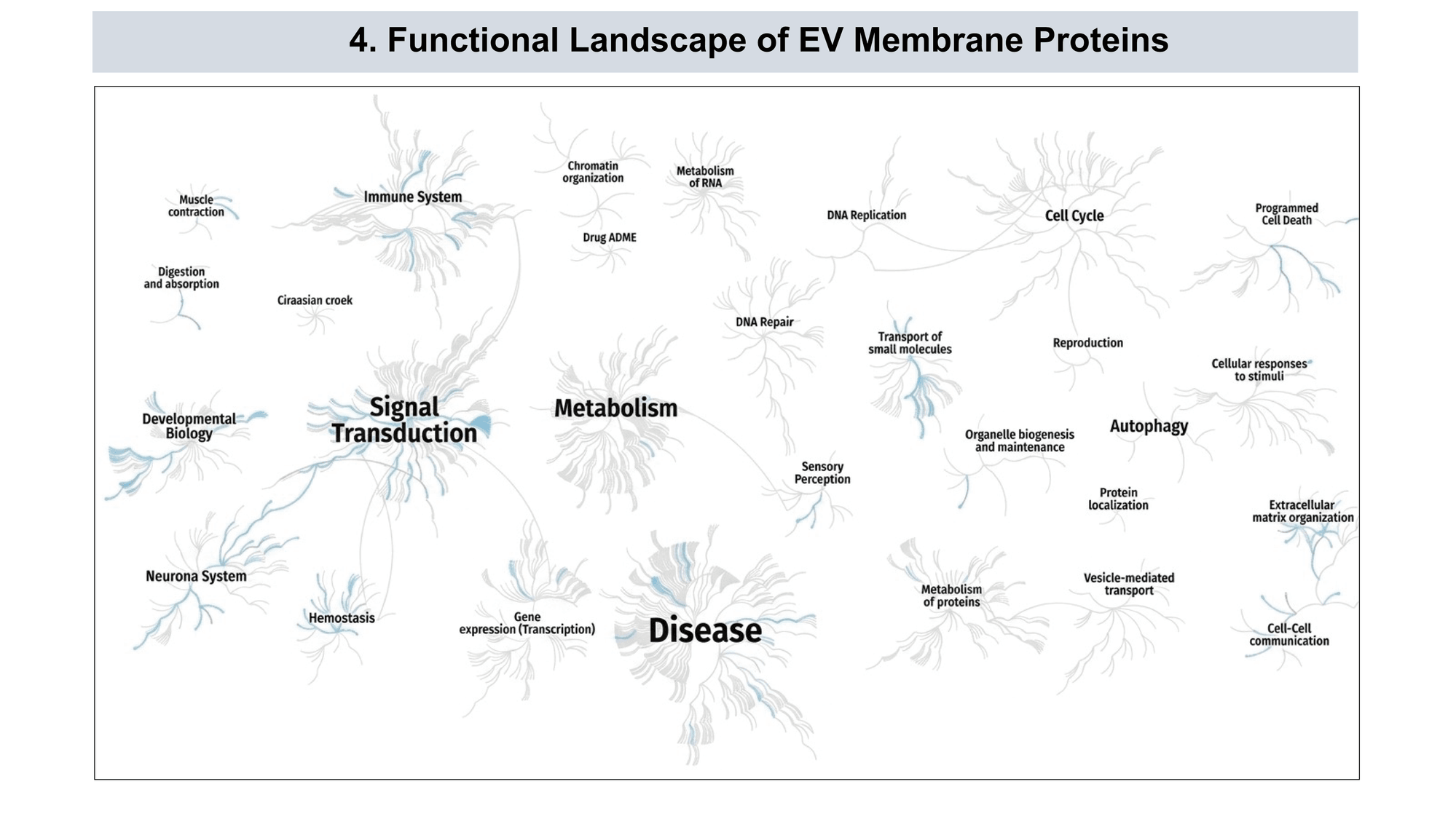 EV protein tissue and cell distribution details
